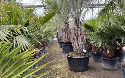 butia capitata